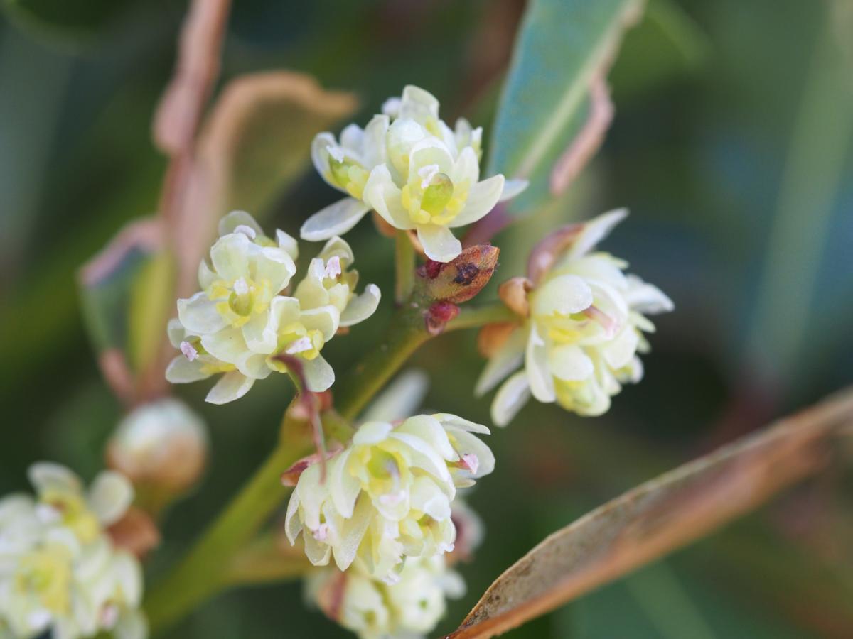 Bay tree flower